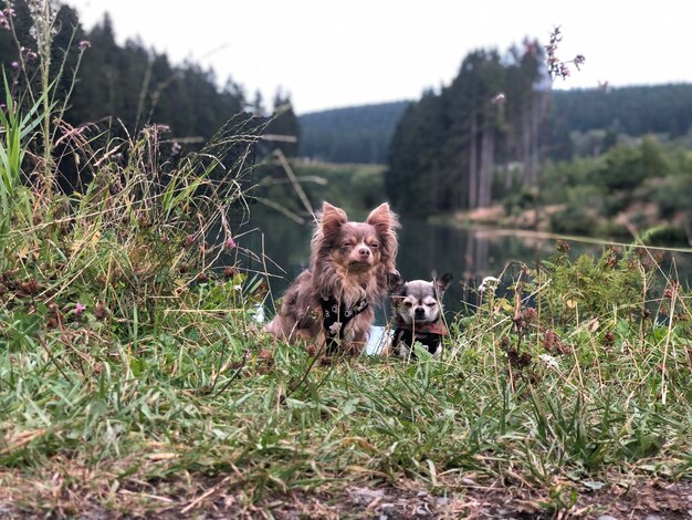 Foto ritratto di un cane sul campo