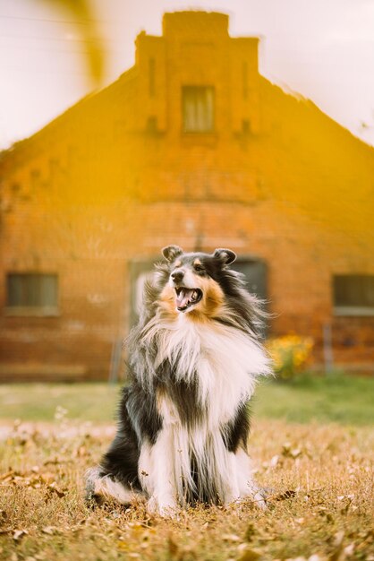 Portrait of dog on field