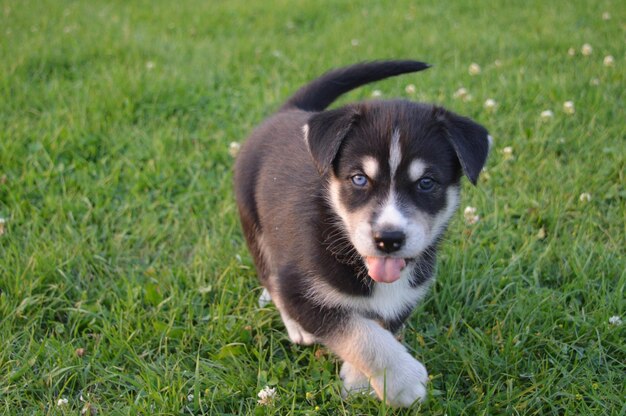 Portrait of dog on field