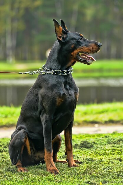 Photo portrait of a dog on field