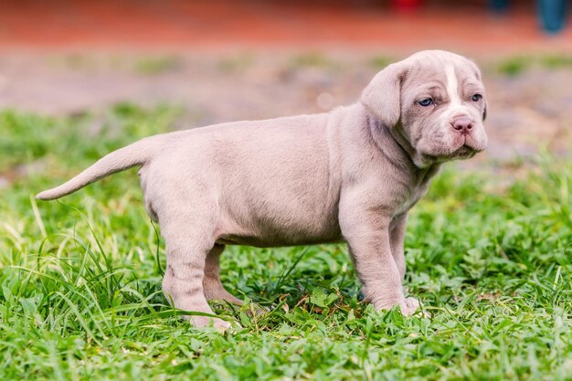 portrait of dog on field