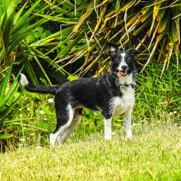 Portrait of a dog on field