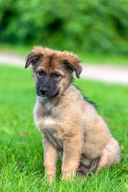 Photo portrait of dog on field