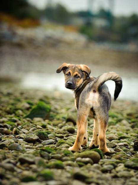 フィールドの犬の肖像画