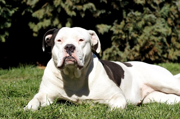 Photo portrait of a dog on field