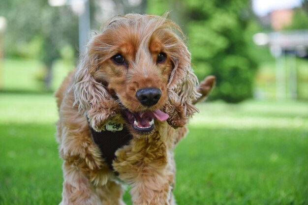 Portrait of dog on field