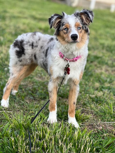 Portrait of dog on field