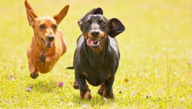 Foto ritratto di un cane sul campo