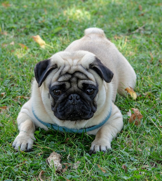 Portrait of a dog on field