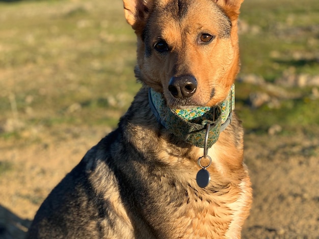 Photo portrait of a dog on field