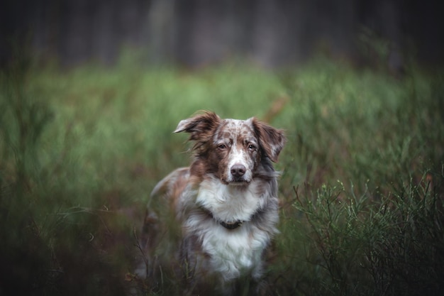 フィールドの犬の肖像画