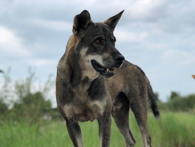 Portrait of a dog on field