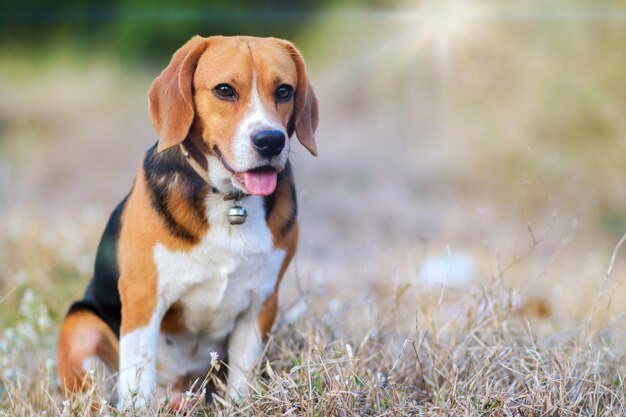 Foto ritratto di un cane sul campo