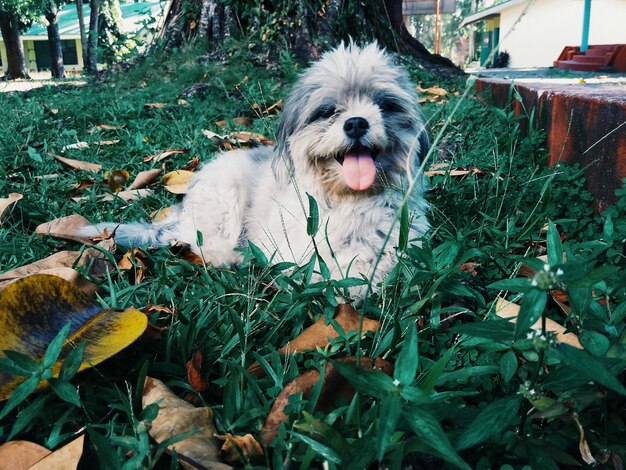 Portrait of dog on field