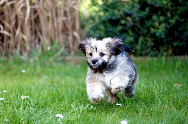 Foto ritratto di un cane sul campo