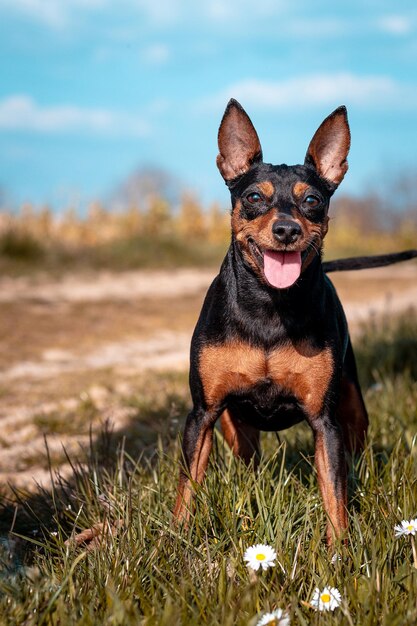 フィールドの犬の肖像画