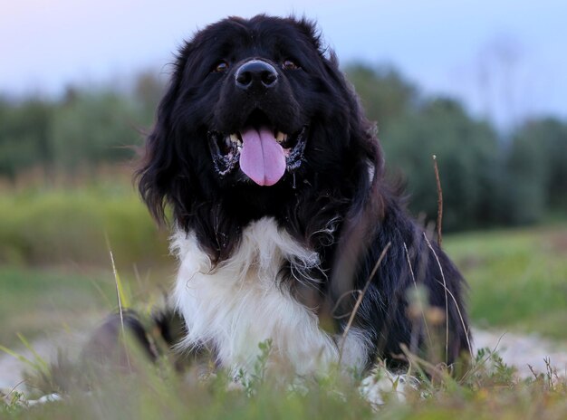 Photo portrait of a dog on field