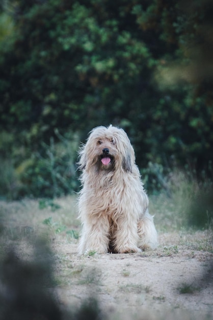 Photo portrait of dog on field