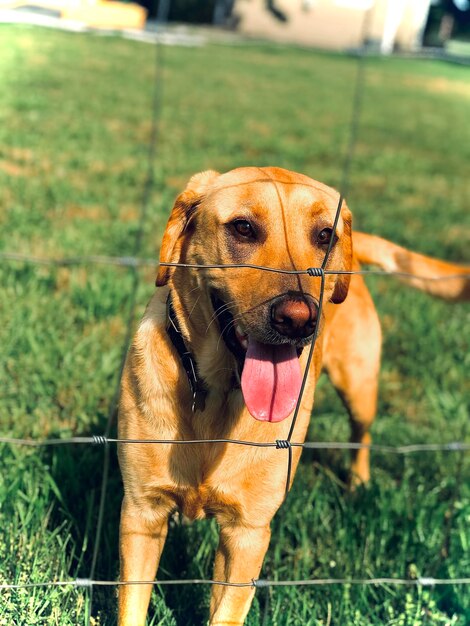 Portrait of a dog on field