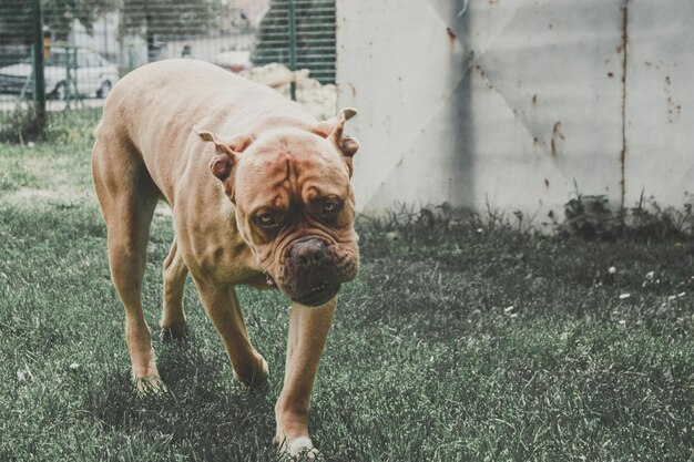 Photo portrait of dog on field