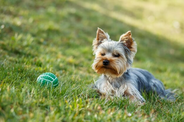 Photo portrait of dog on field