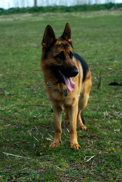 Photo portrait of a dog on field