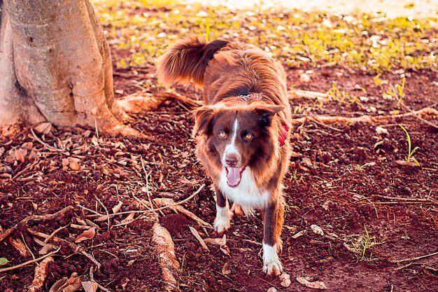 Photo portrait of dog on field