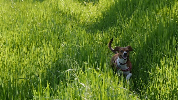 Portrait of dog on field