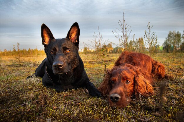 Foto ritratto di un cane sul campo