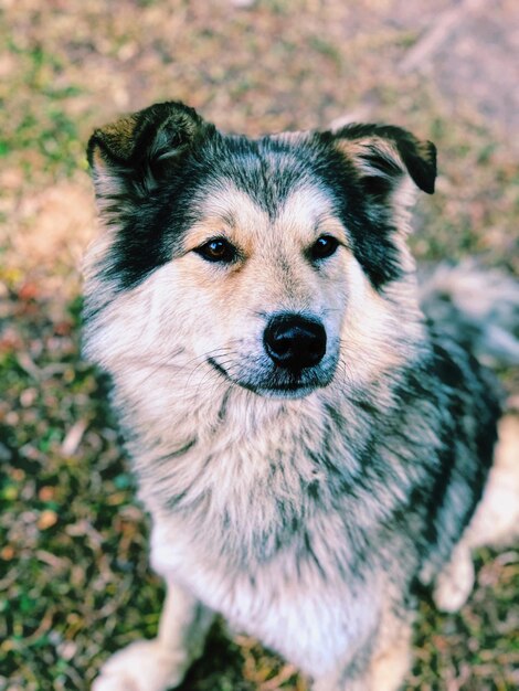 Portrait of dog on field