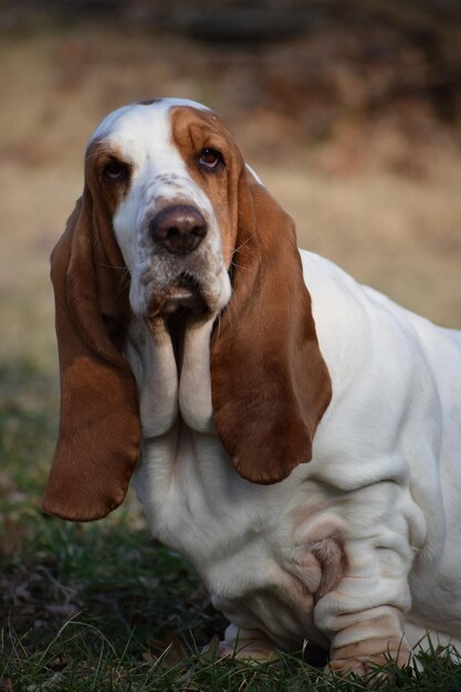 Photo portrait of dog on field