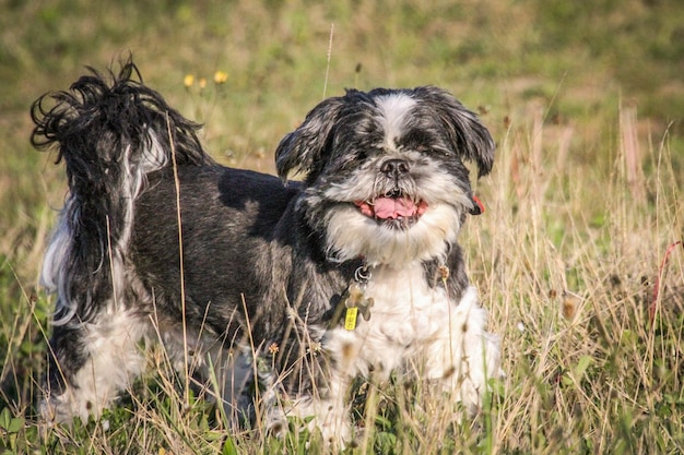 Photo portrait of a dog on field