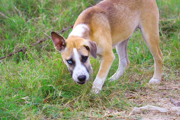 Photo portrait of dog on field