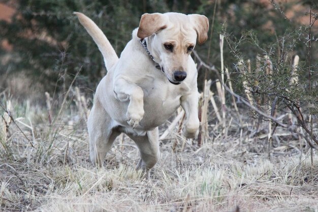 Photo portrait of dog on field