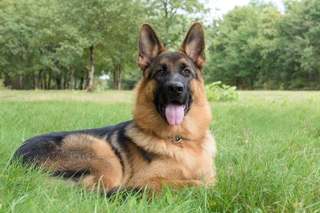 Photo portrait of a dog on field