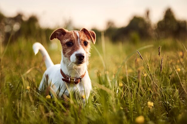 Portrait of dog on field