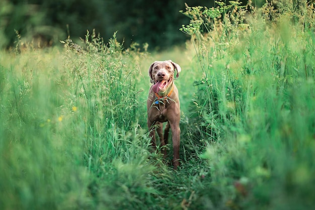 Photo portrait of dog on field