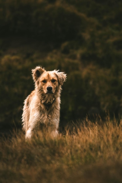 Photo portrait of dog on field