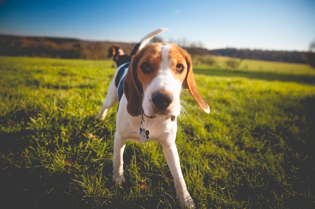 フィールドの犬の肖像画
