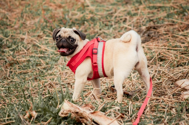 Photo portrait of a dog on field