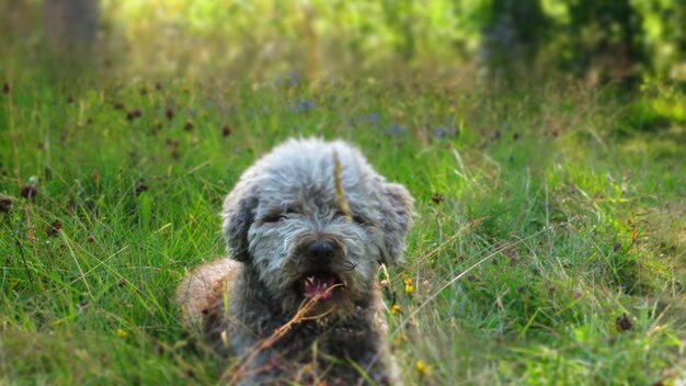 Foto ritratto di un cane sul campo