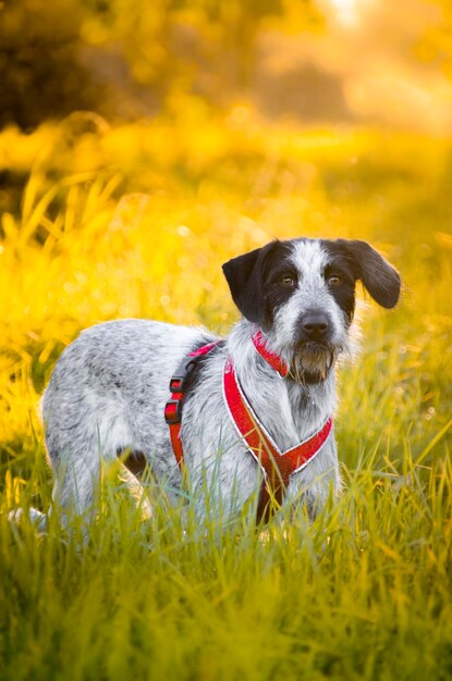 Portrait of dog on field