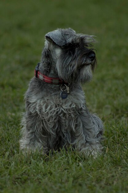 Photo portrait of a dog on field