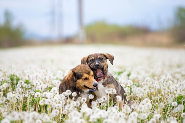 Photo portrait of dog on field