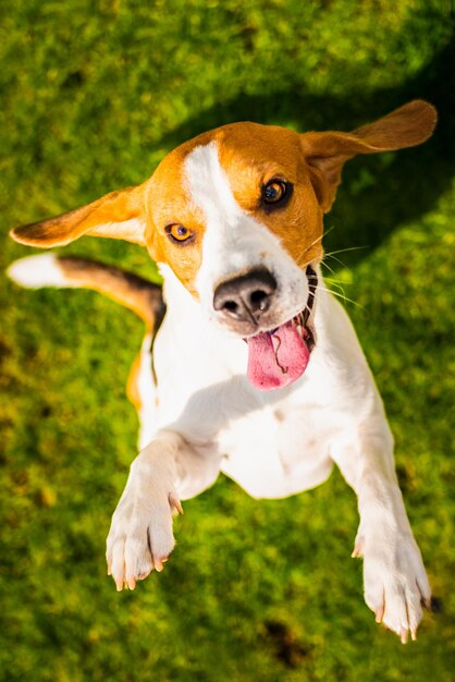 Portrait of a dog on field