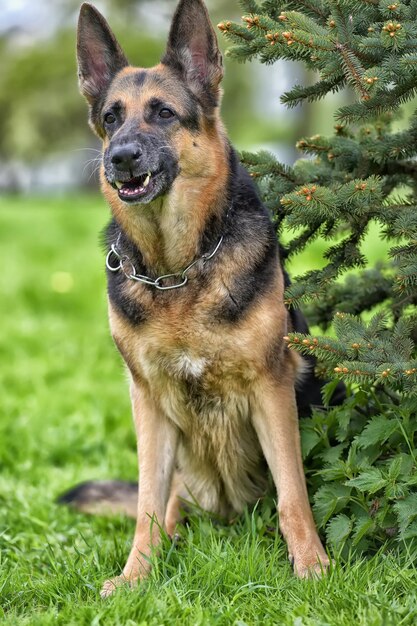 Foto ritratto di un cane sul campo