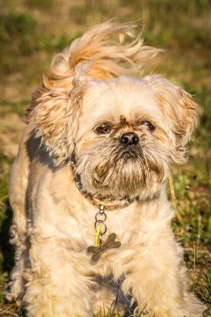 Photo portrait of dog on field