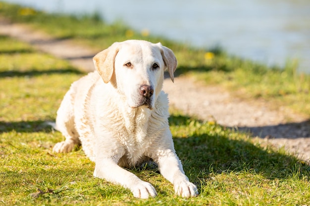 Photo portrait of a dog on field