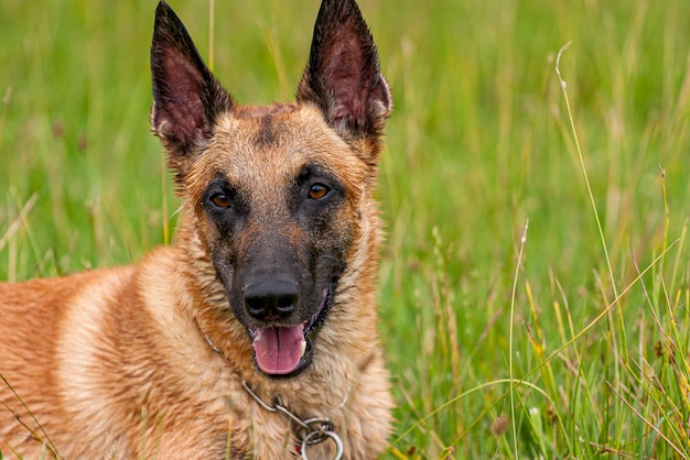 Photo portrait of a dog on field