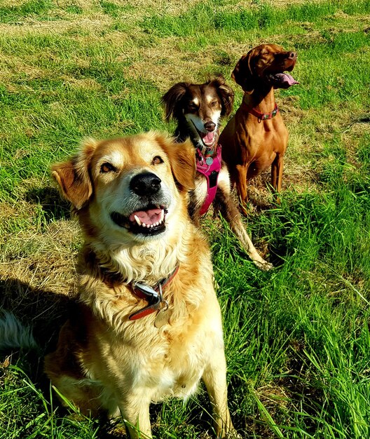 Portrait of a dog on field